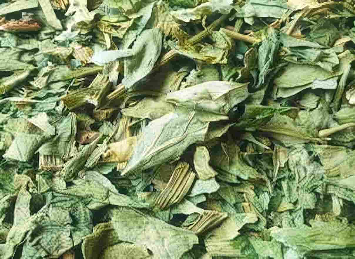 کرفس کوهی خشک با عطر طبیعی و کیفیت خالص گیاهی